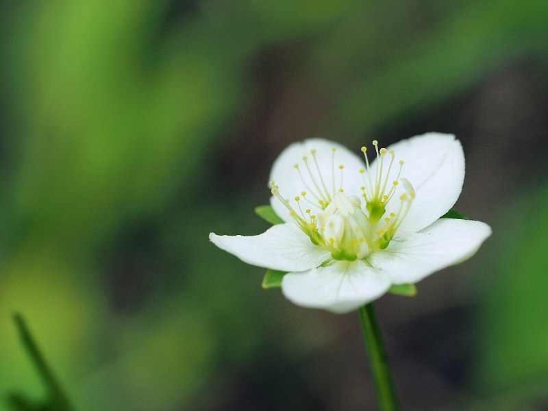 千畳敷きカールの花たち　５_a0330871_20394717.jpg