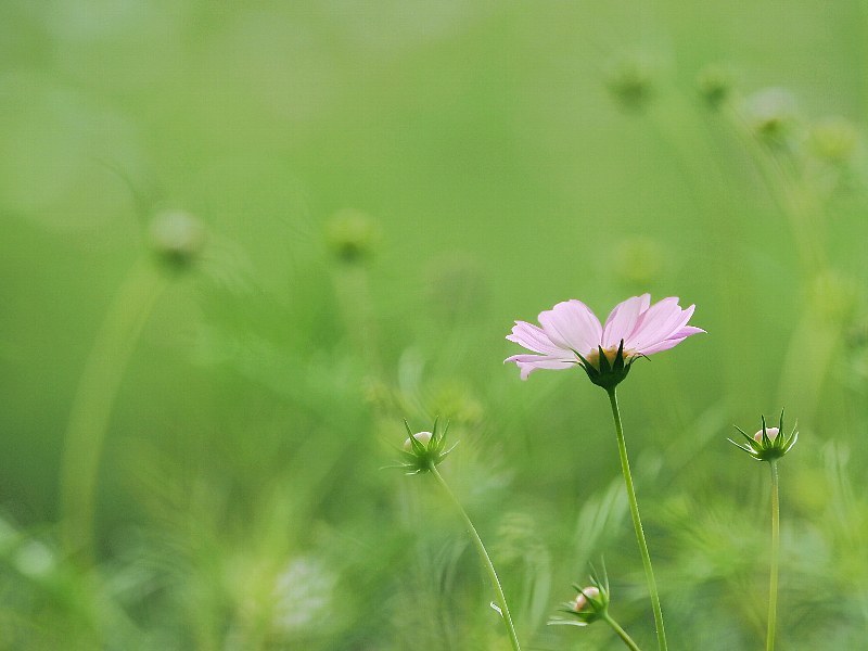 コスモスの丘　一輪、二輪の花_a0330871_23301610.jpg