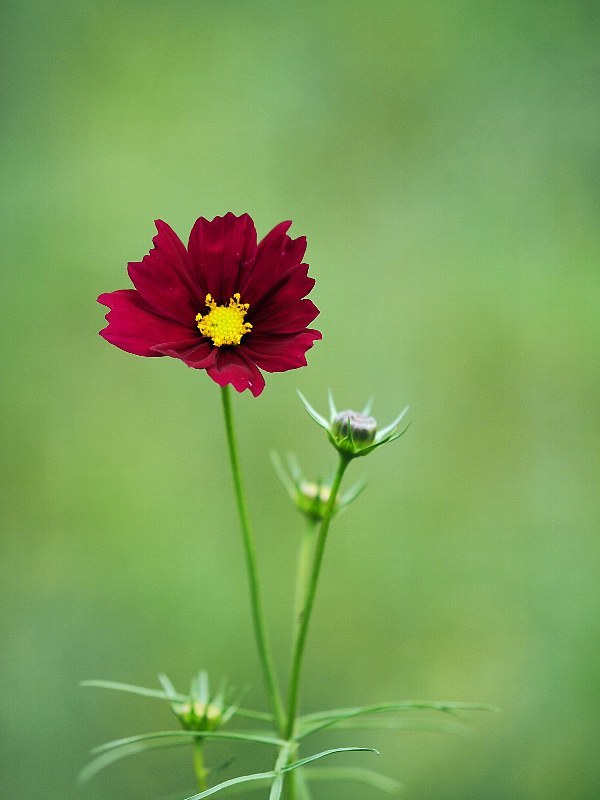 コスモスの丘　一輪、二輪の花_a0330871_23301705.jpg