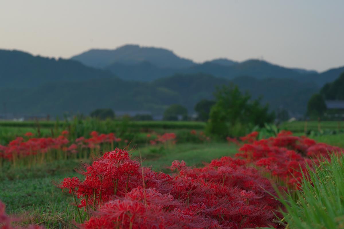 　明日香・奥山　白露 (2)_b0161171_19294670.jpg