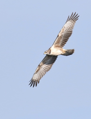 室蘭、鷹の渡り♪　ハチクマ・チョウゲンボウ_f0352471_19445064.jpg