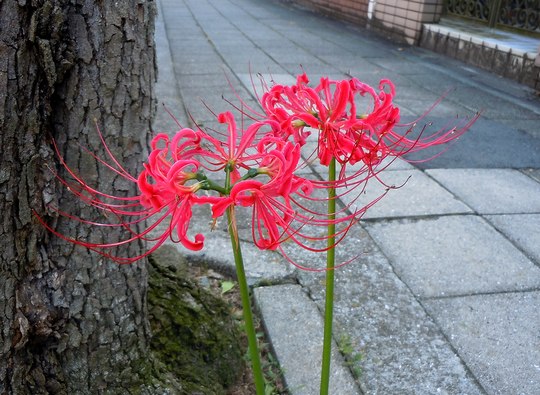 路傍の花、樹々の鳥（92）　～　彼岸になれば　～_b0102572_1357070.jpg