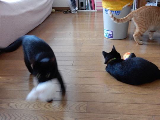 のらくろ&オールブラックス フォトコレ_e0355177_18363634.jpg