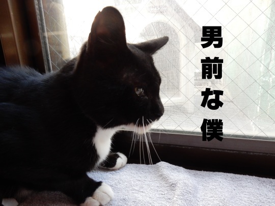 のらくろ&オールブラックス フォトコレ_e0355177_18414863.jpg