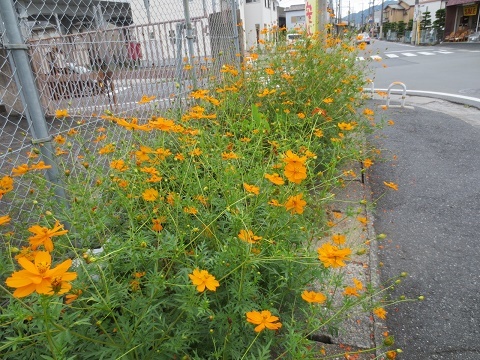 b0336384_00054817.jpg