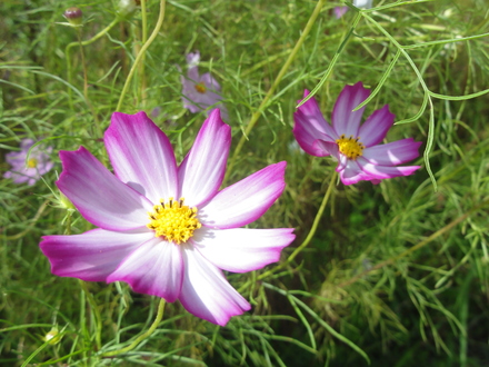 f0209394_05263.jpg