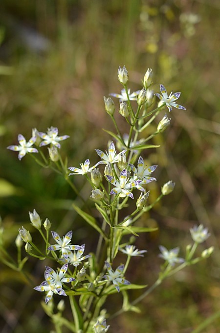 a0339396_21235063.jpg