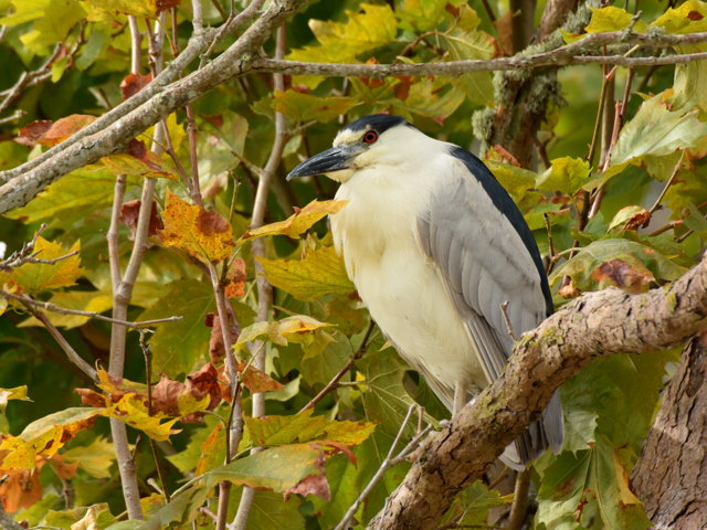 サンフランシスコの野鳥たち　4_a0160500_2311166.jpg