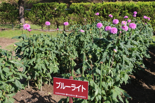 恋のダリヤ・愛のダリヤが咲いてます！川西ダリヤ園・・・３９_c0075701_153627100.jpg