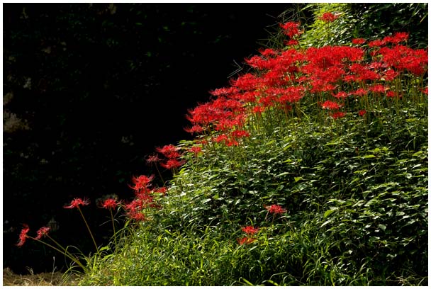 岩座神の彼岸花_d0272207_192401.jpg