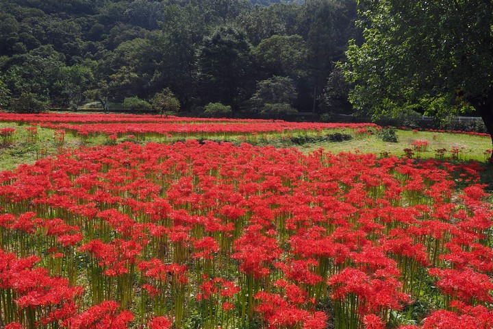 田野沢の彼岸花_a0268412_2211726.jpg