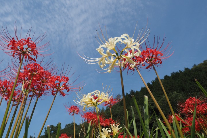 田野沢の彼岸花_a0268412_2213315.jpg