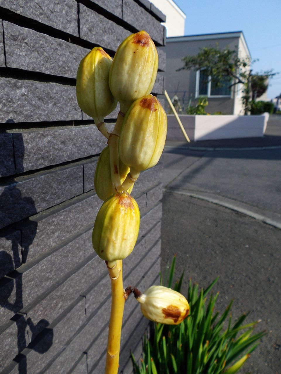 オオウバユリのピンチ_c0025115_21044742.jpg