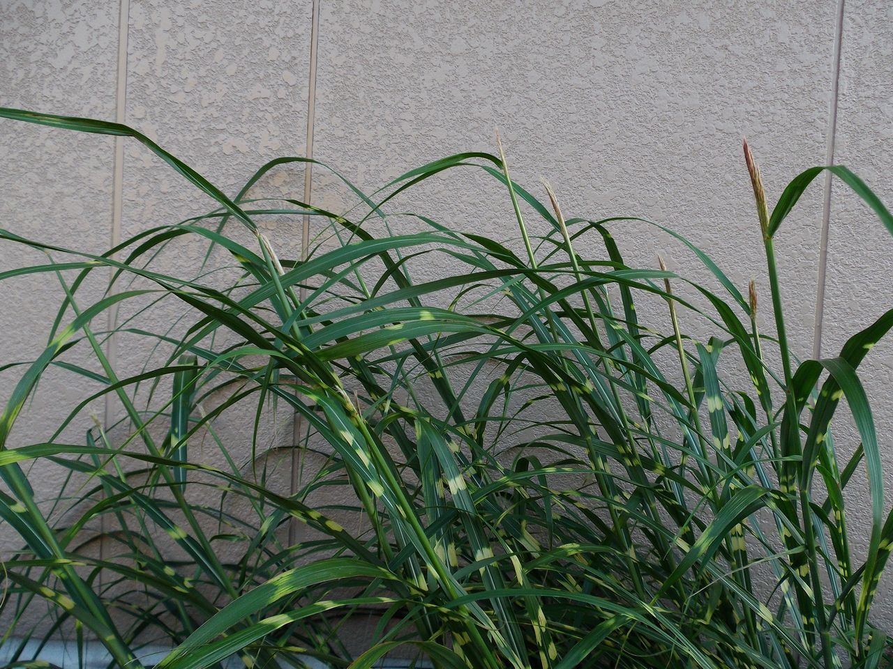 オオウバユリのピンチ_c0025115_21161374.jpg