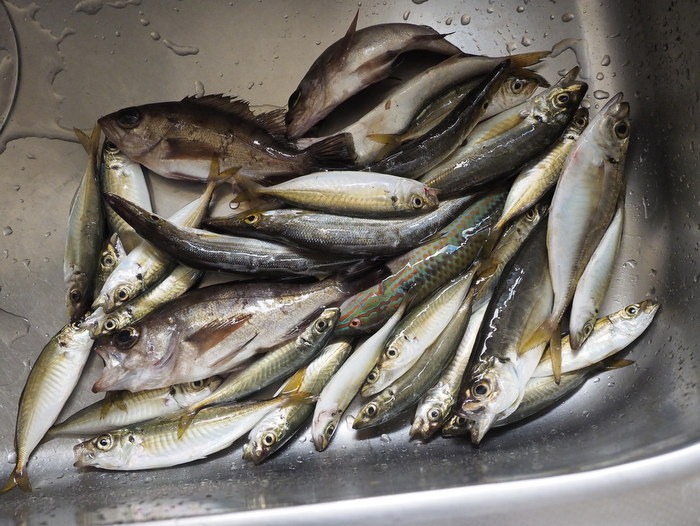 夫の釣果_c0116915_0245419.jpg