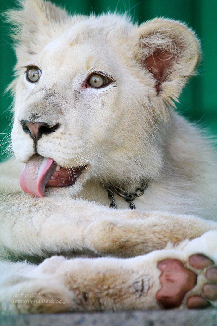 2015.9.23 東北サファリパーク☆ホワイトライオンのポップ【White lion】_f0250322_2024850.jpg