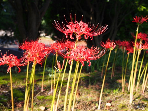 ヒガンバナ:最勝院五重塔・弘前城植物園(弘前市)*2015.09.22_b0147224_2364812.jpg