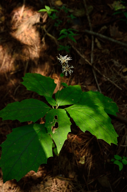 茅ヶ岳の花・・・2_b0236334_6255237.jpg