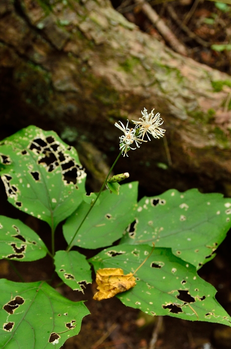 茅ヶ岳の花・・・2_b0236334_6255836.jpg