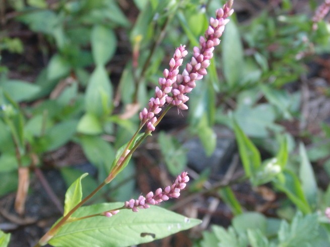 a0054240_19434625.jpg
