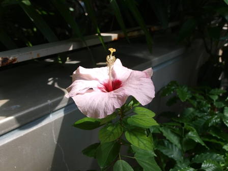 b0080342_6265911.jpg