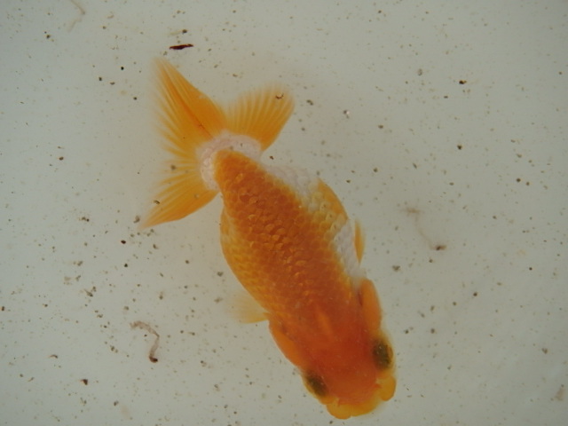 f0334143_7482787.jpg