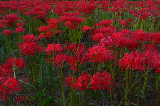 c0093046_8155617.gif