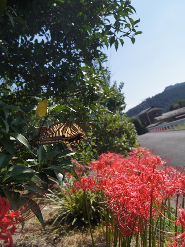c0045352_2032441.jpg