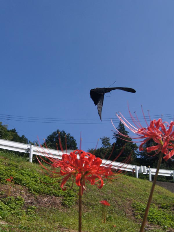 c0045352_20325493.jpg