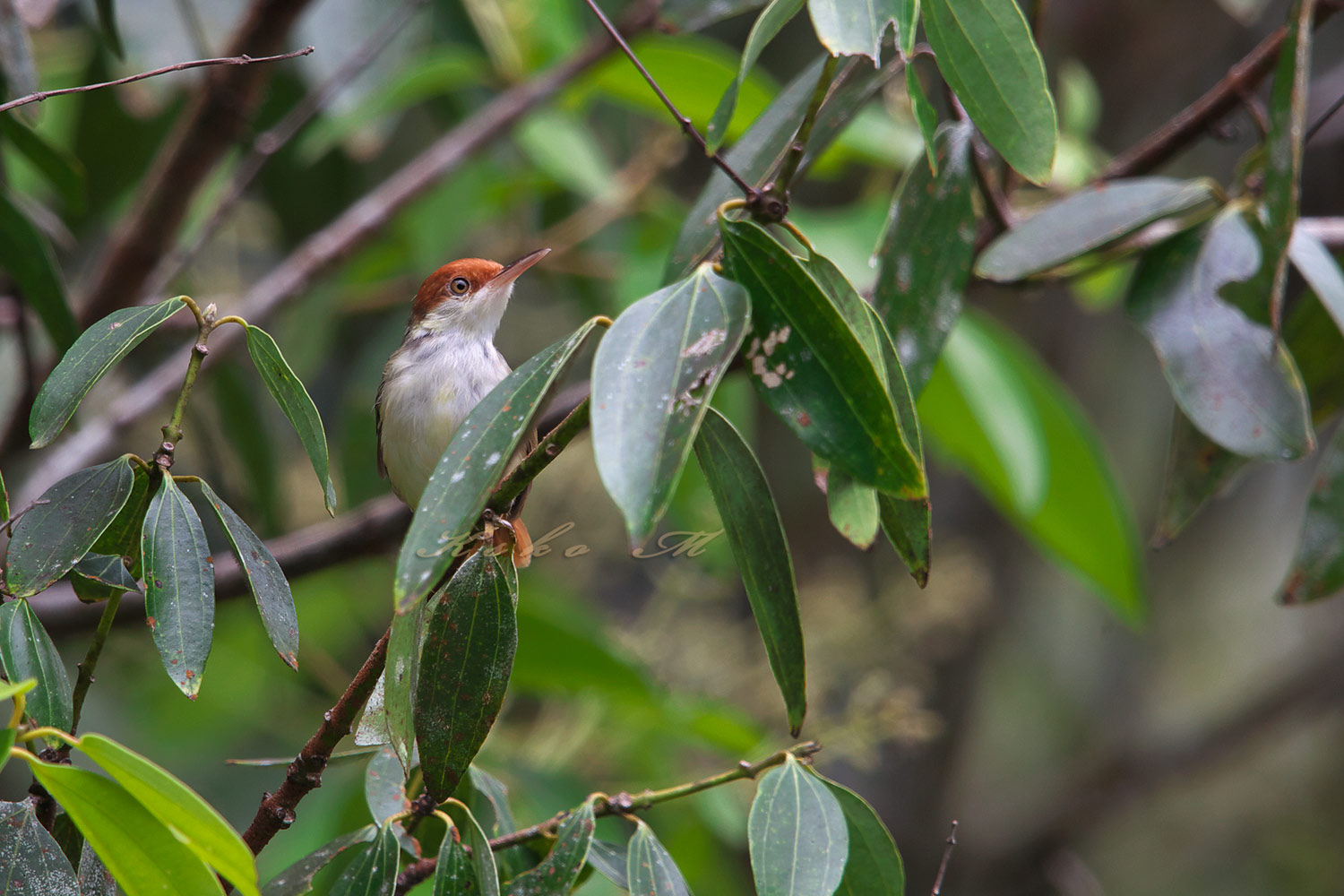 ズアカサイホウチョウ　 Rufous-tailed Tailorbird_d0013455_20271726.jpg