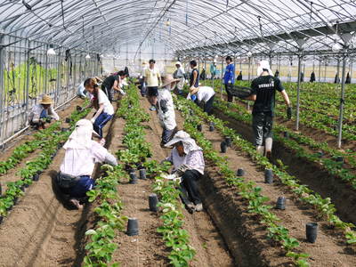 熊本イチゴ『さがほのか』 苗床から栽培ハウスへ定植!その2_a0254656_18522297.jpg