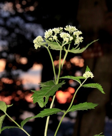 a0248459_16322511.jpg