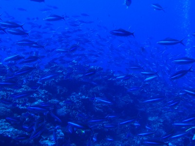 9月23日 魚群乱舞!!_d0113459_185368.jpg