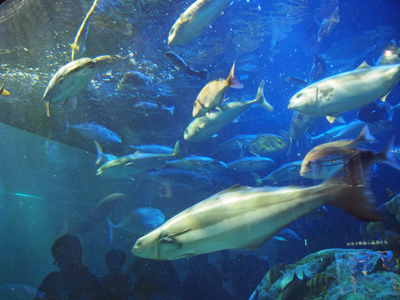 鳥羽水族館で見たわりとふつうの魚を紹介します。_b0112263_18161374.jpg