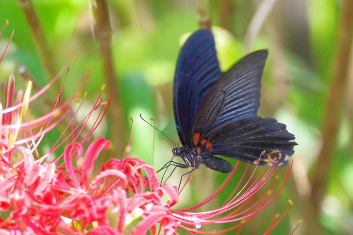 天上の花とチョウ 華蝶の夢