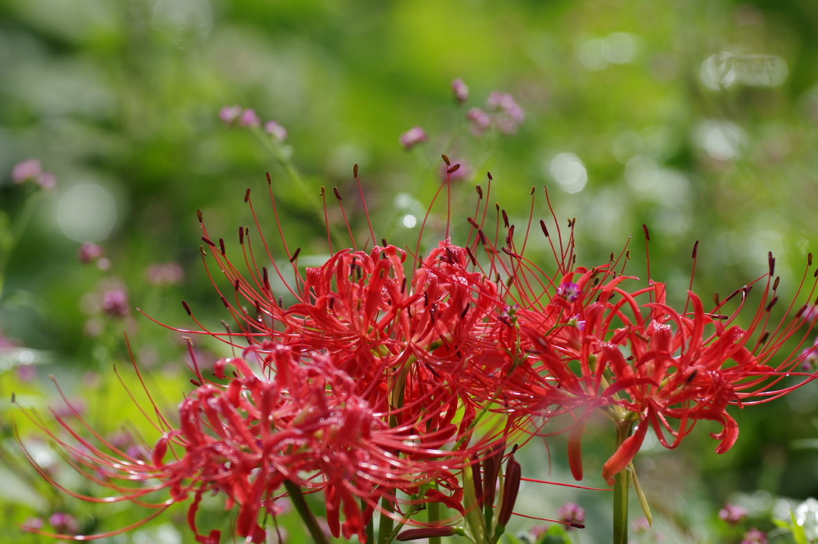 天上の花とチョウ : 華蝶の夢