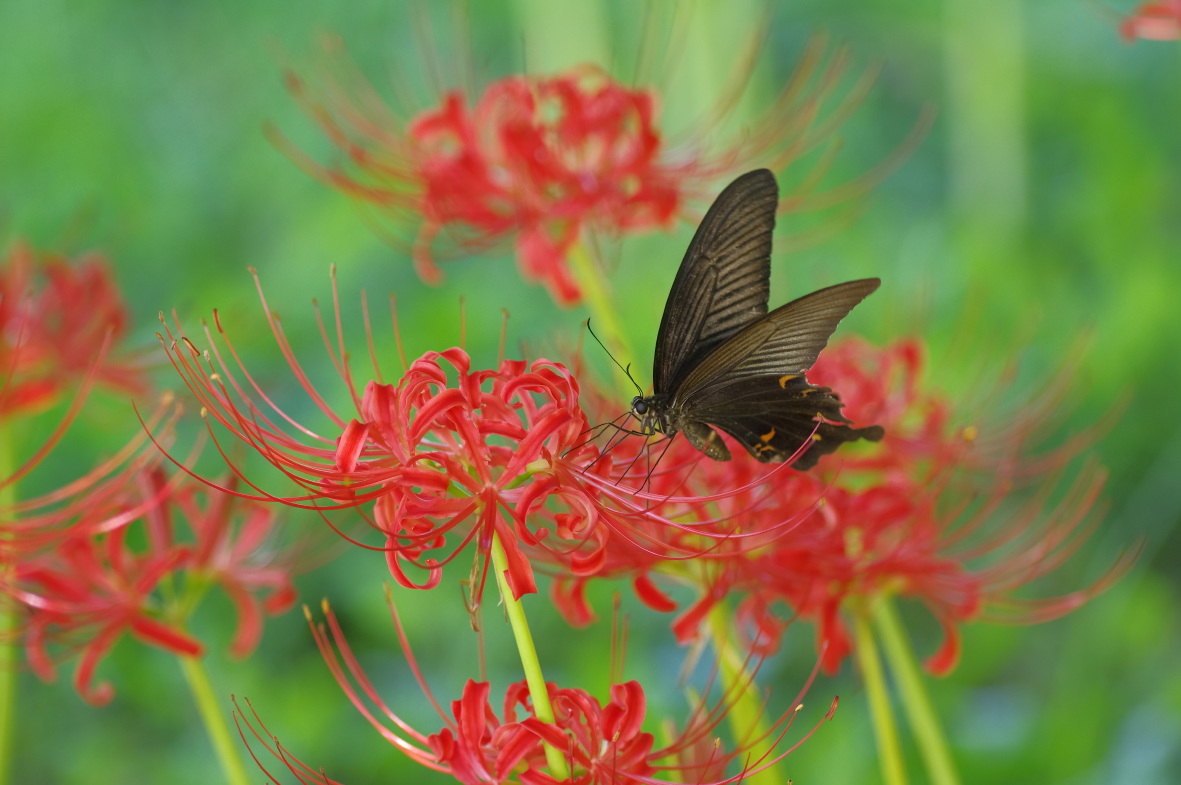 天上の花とチョウ_b0301570_20555535.jpg