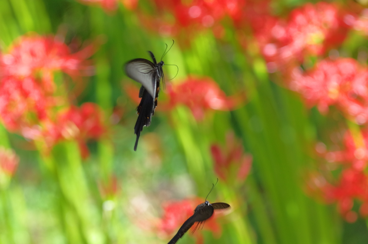 天上の花とチョウ_b0301570_20584843.jpg