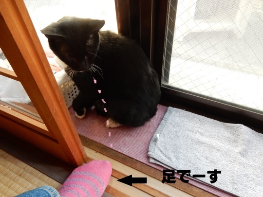 じわじわとのらくろ_e0355177_14564493.jpg