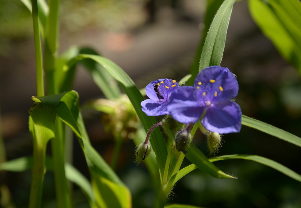 ９月１６日の豊平公園の花_c0240388_934895.jpg