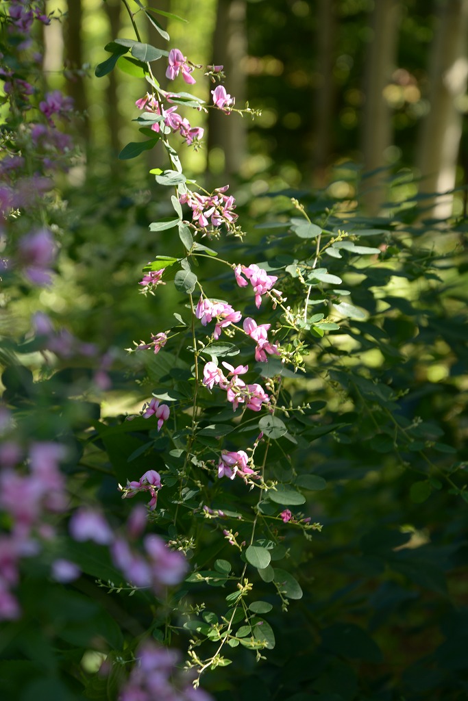 ９月１６日の豊平公園の花_c0240388_935987.jpg