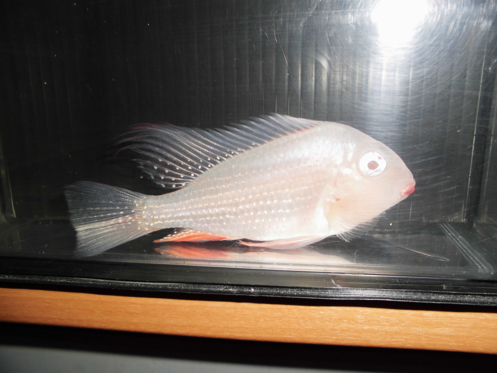 本日の入荷魚です アクアショップエース 本日の入荷魚です アクアショップエース