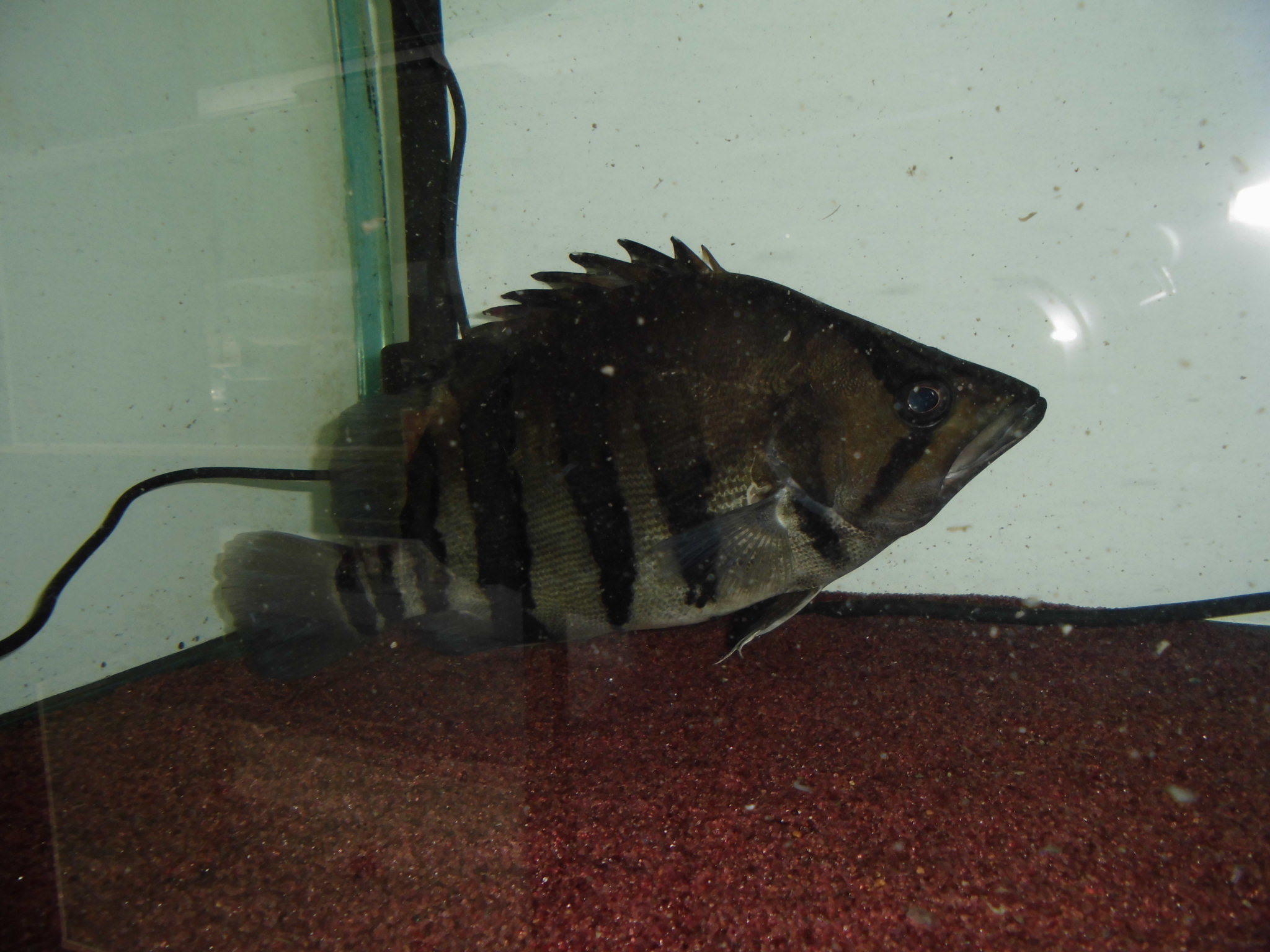 本日の入荷魚です アクアショップエース 本日の入荷魚です アクアショップエース