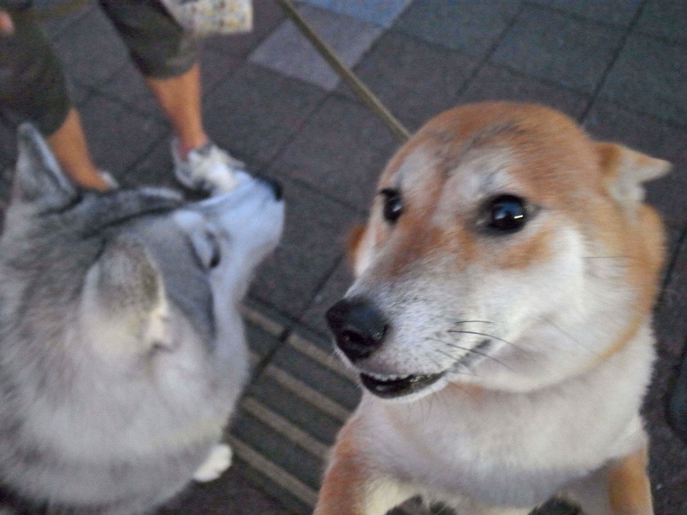 咲いた咲いた (^o^)_c0049299_22393510.jpg