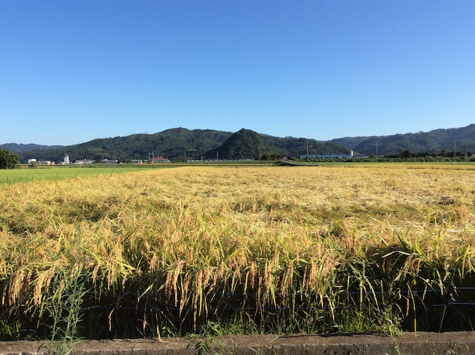 稲刈り_f0192307_05432499.jpeg