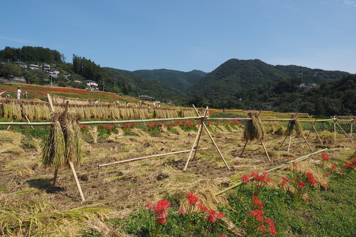 寺坂棚田_a0268412_22261018.jpg