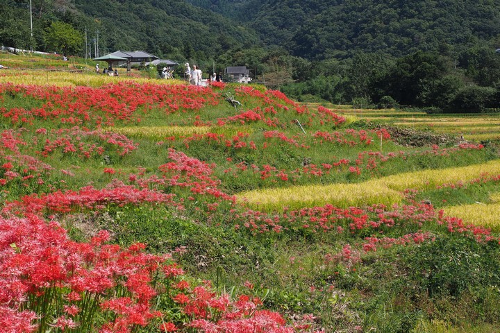 寺坂棚田_a0268412_22262239.jpg