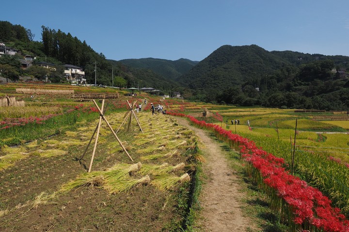 寺坂棚田_a0268412_22262787.jpg