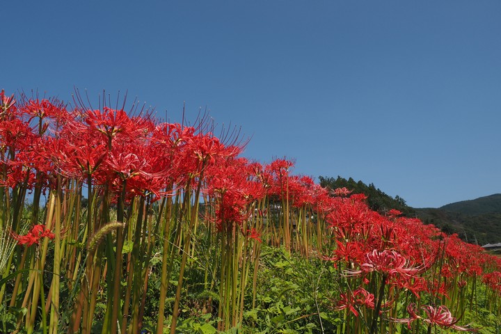 寺坂棚田_a0268412_22263062.jpg