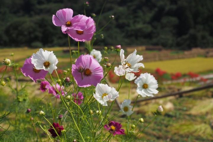 寺坂棚田_a0268412_22263376.jpg